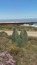 Load and play video in Gallery viewer, Big Sur Jade Earrings 2
